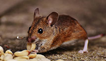 24 Hour & Emergency Exterminators in Welby, CO
